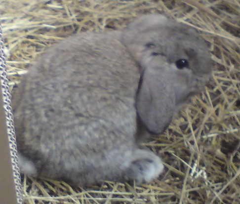 En av grdens kaniner
