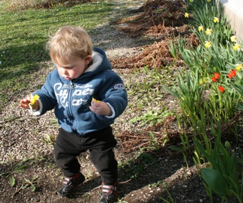 Maximilian plockar blommor